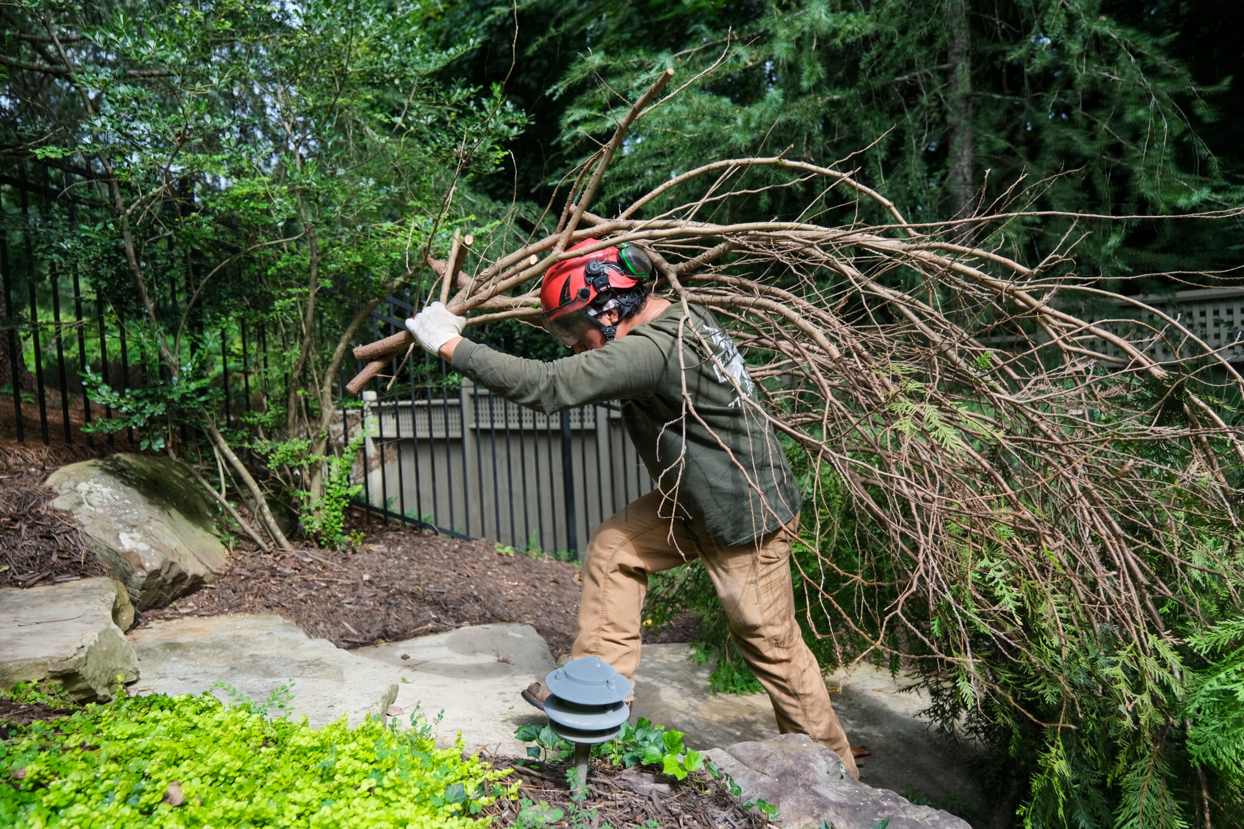 Arborist managing tree care
