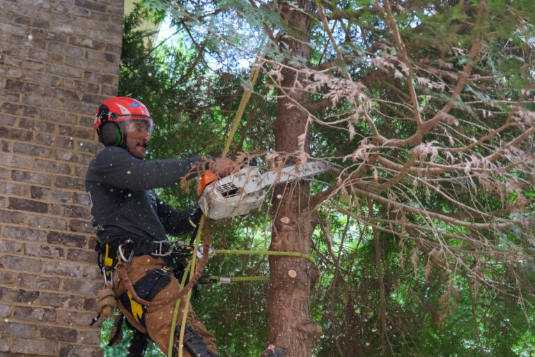 Increase skill and safety with Tree Care & PHC training