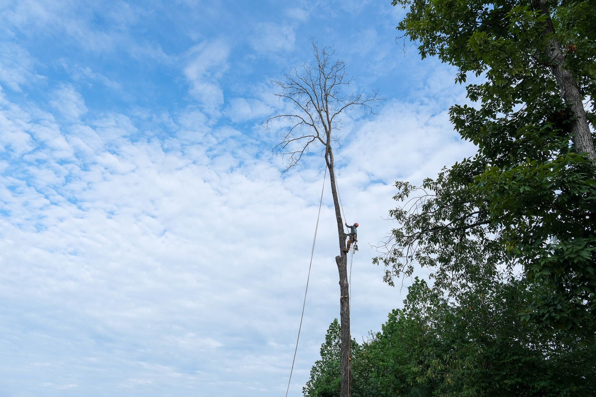 Greenius Arborist Training