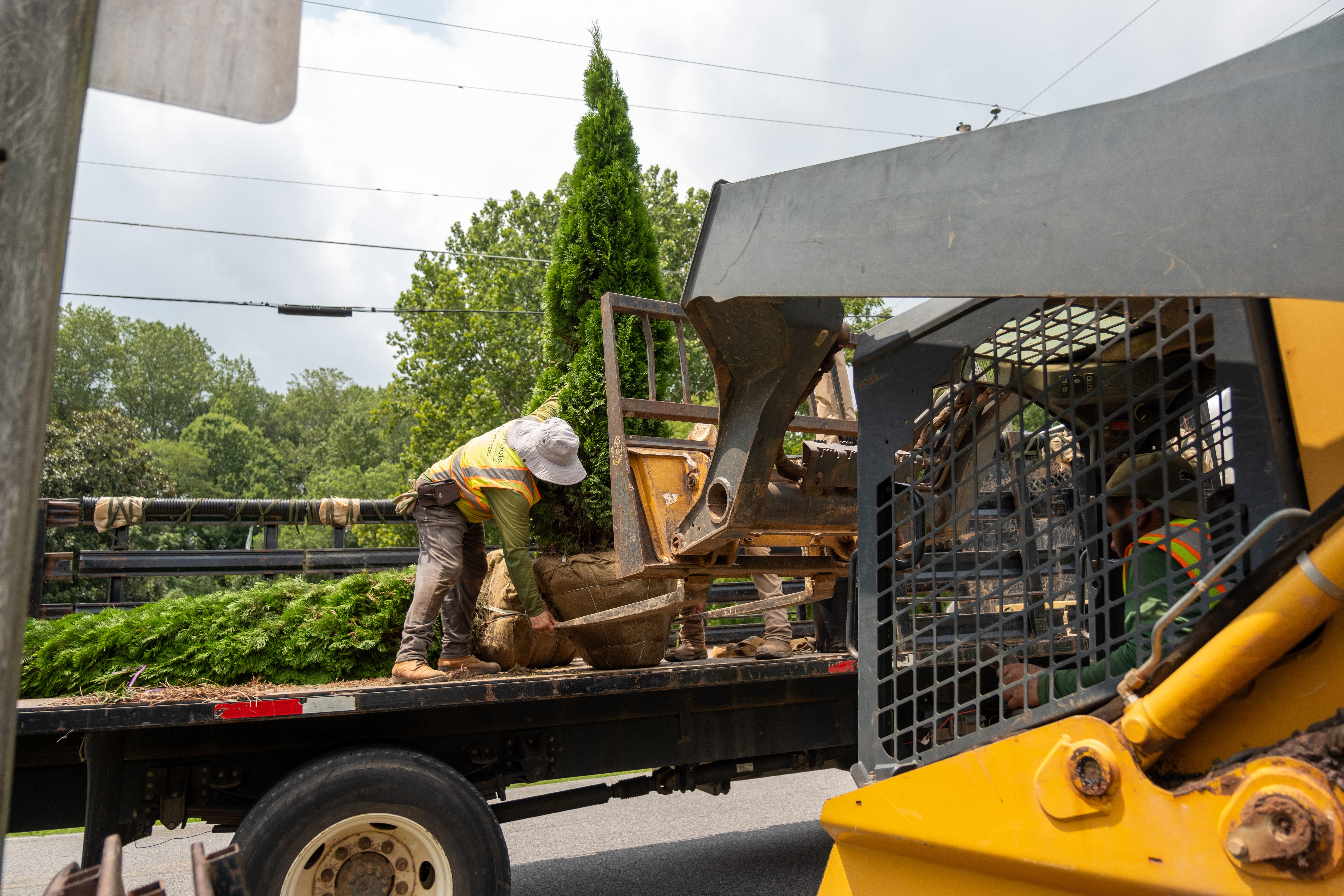 Arborist tree transportation training