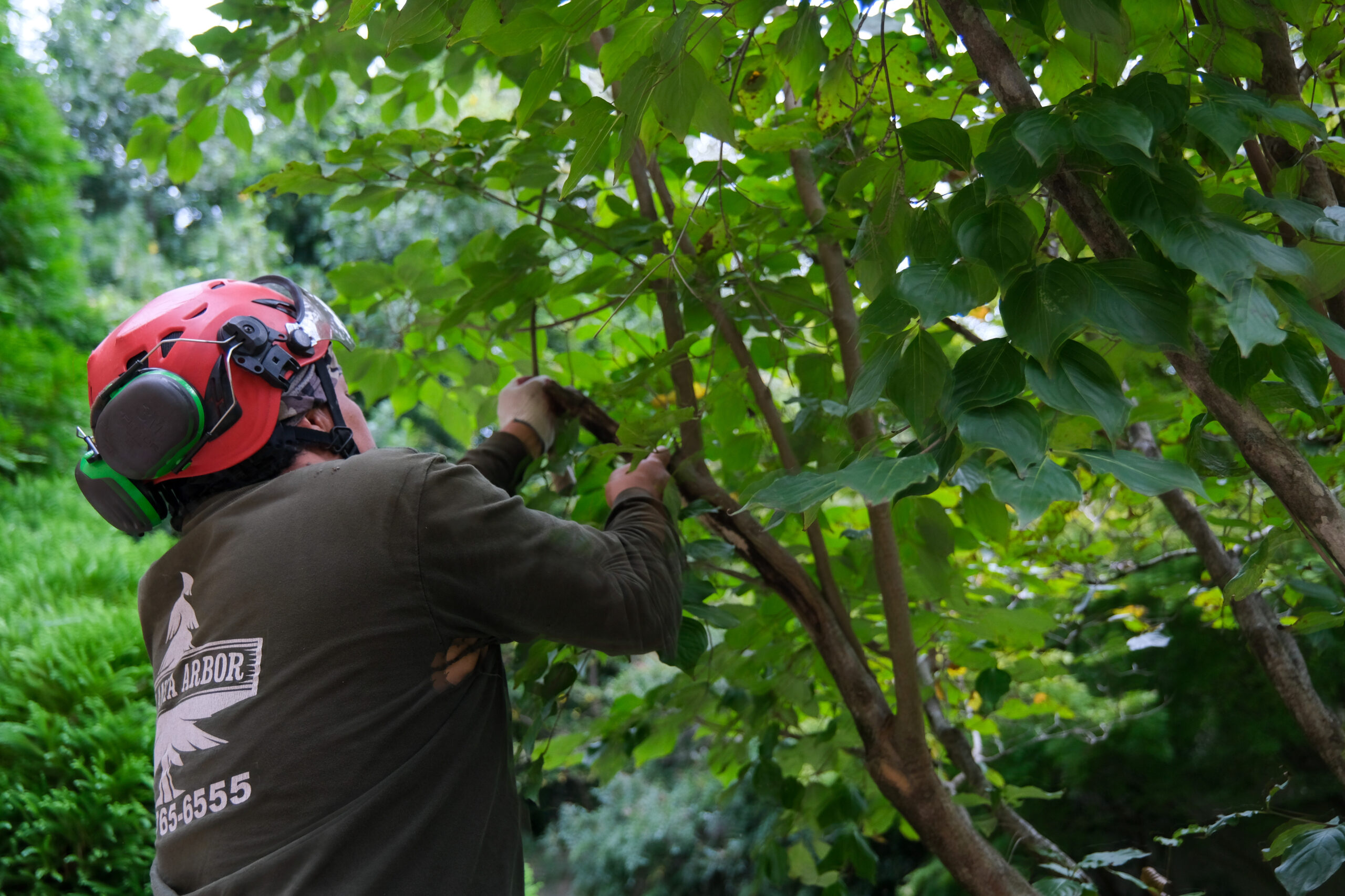 Arborist tree pruning training