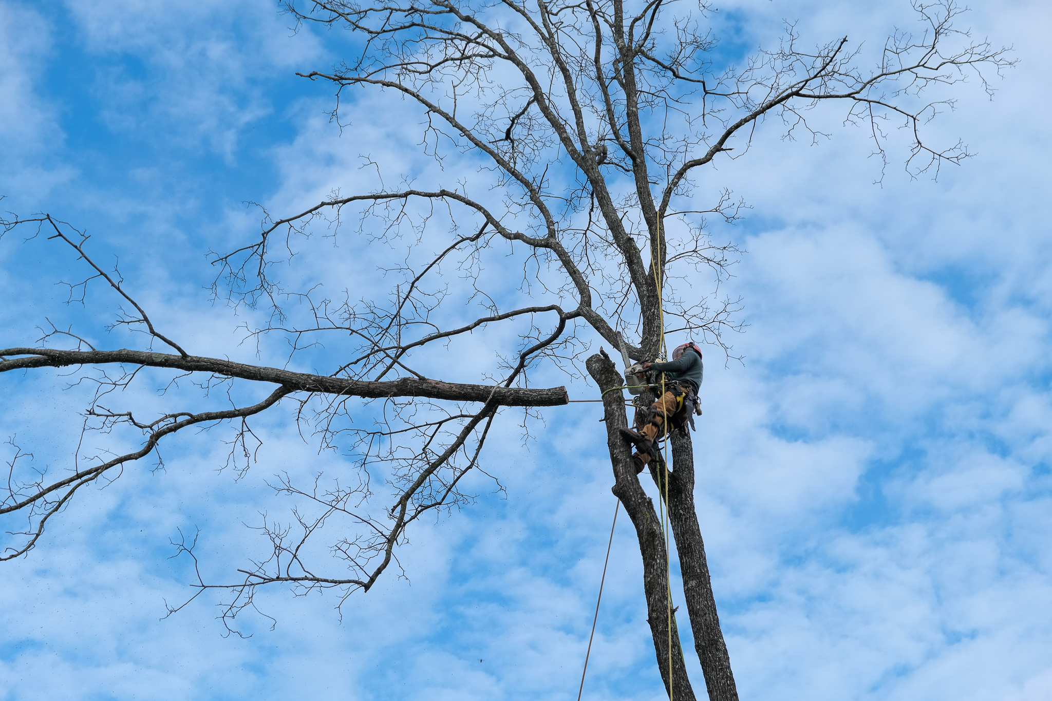SingleOps arborist software
