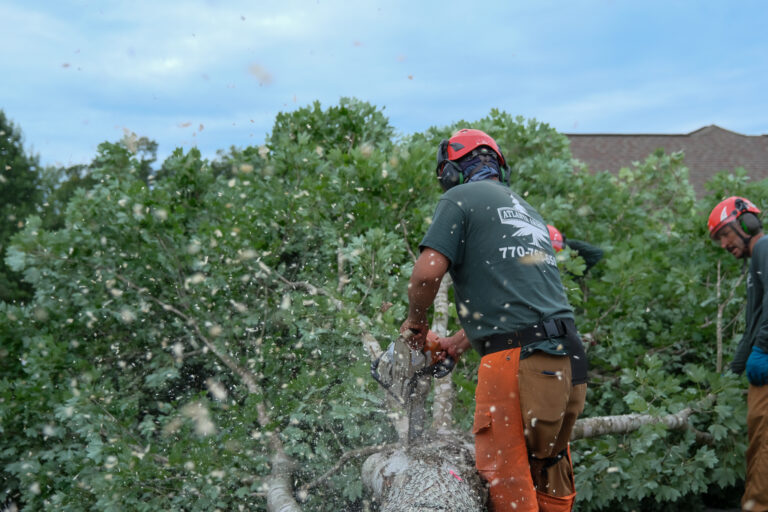 Tree cutting crew