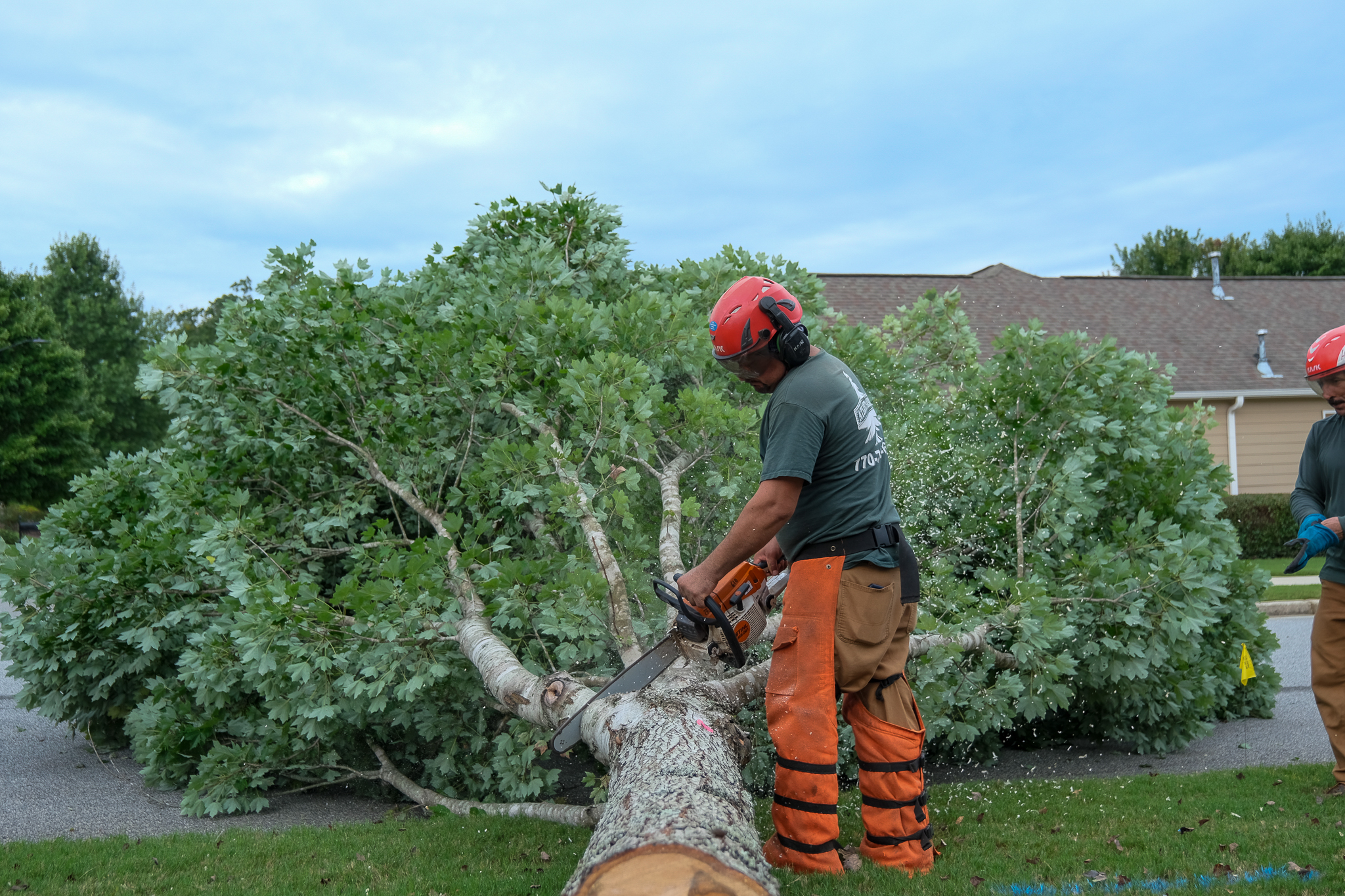 Arborist on job site