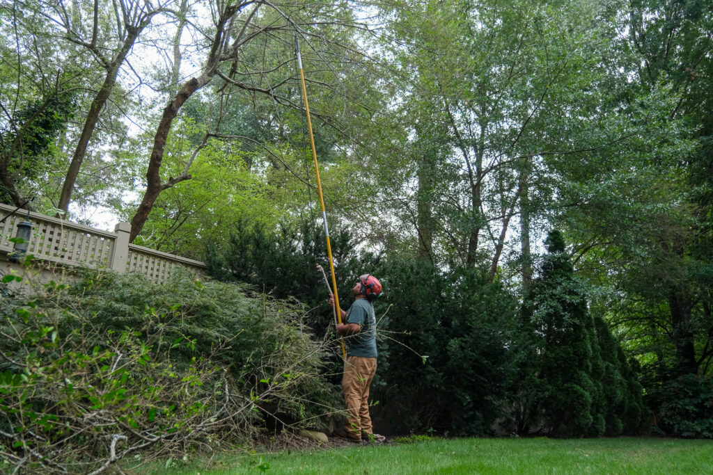 Arborist & Tree Care business