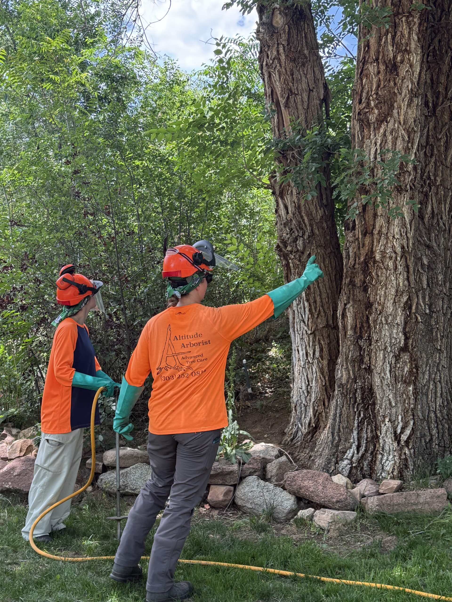 Two tree care workers doing plant health care on a tree